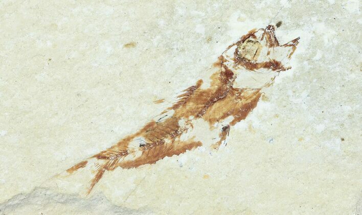 Bargain, Cretaceous Fossil Fish - Lebanon #70013